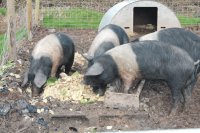 Grape pomace in pig diets: Benefits for growth, health & sustainability